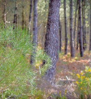 Forêt de pins des Landes, source naturelle du bois Neandertal