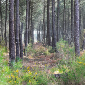 Forêt de pins landais, source du bois de grillage Neandertal